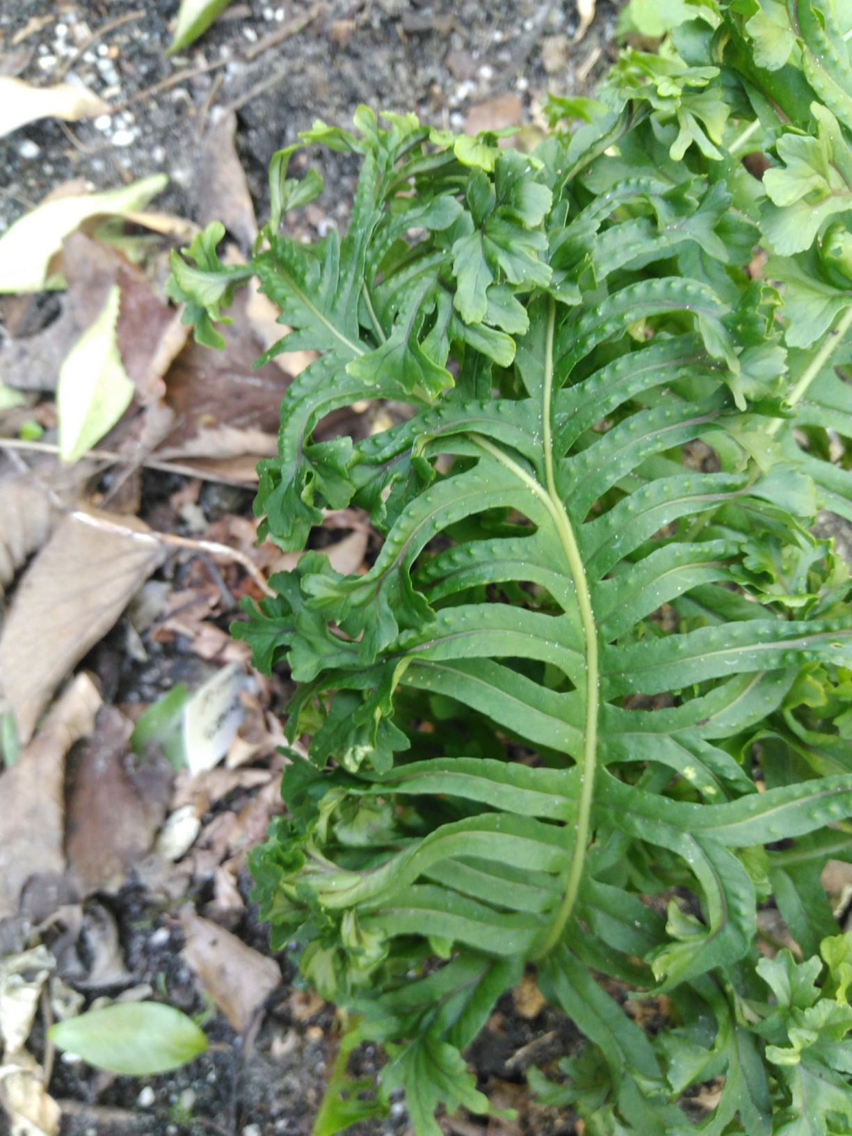 Polypodium cambricum 'Grandiceps Fox'