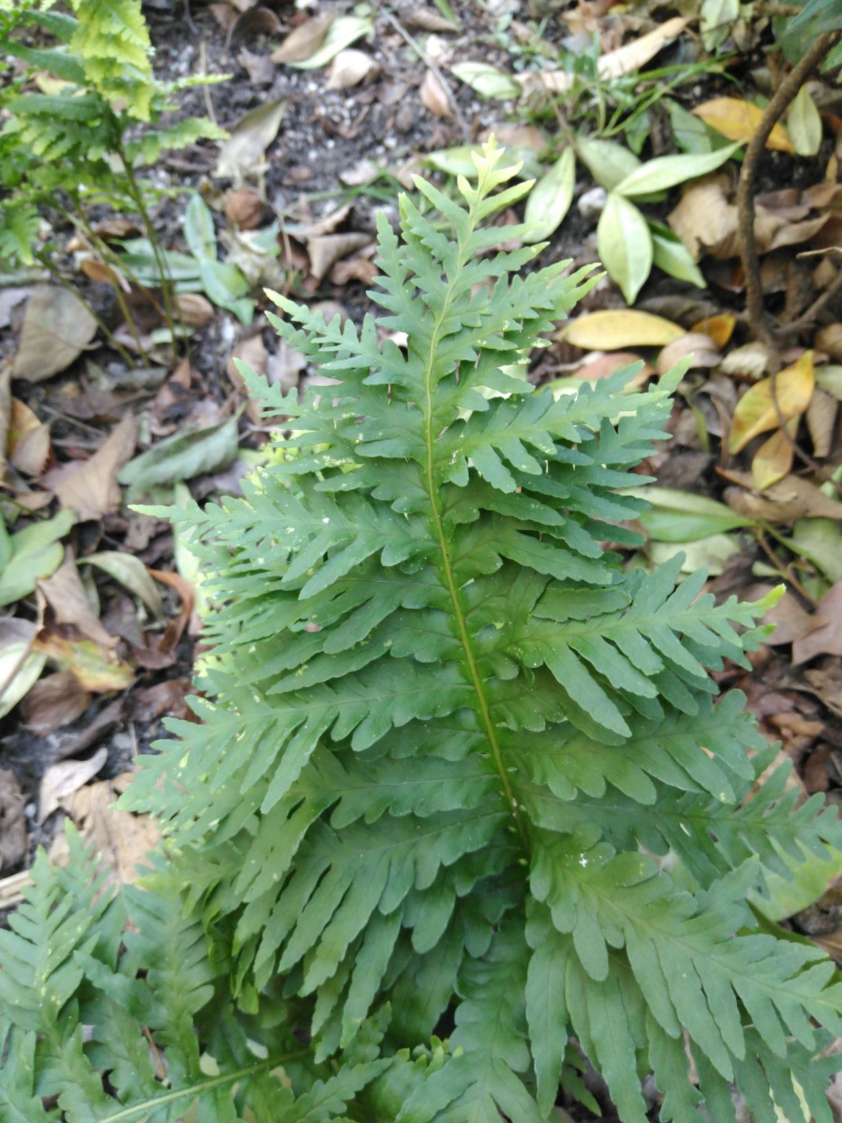 Polypodium cambricum 'Pulcherrimum May'