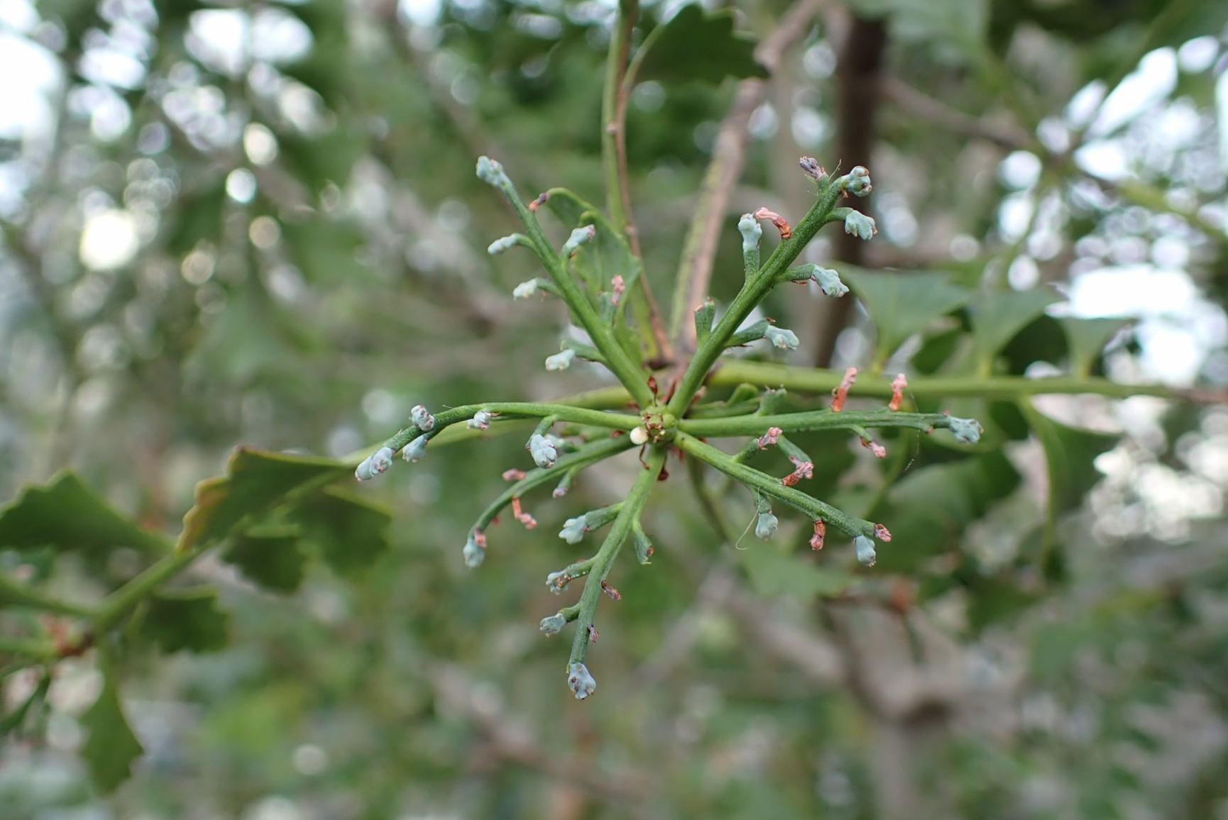 Phyllocladus trichomanoides
