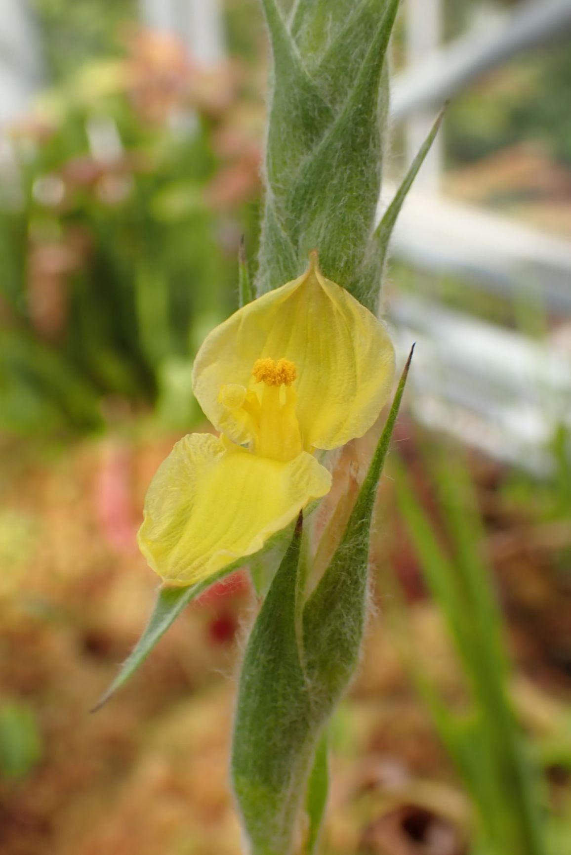 Philydrum lanuginosum