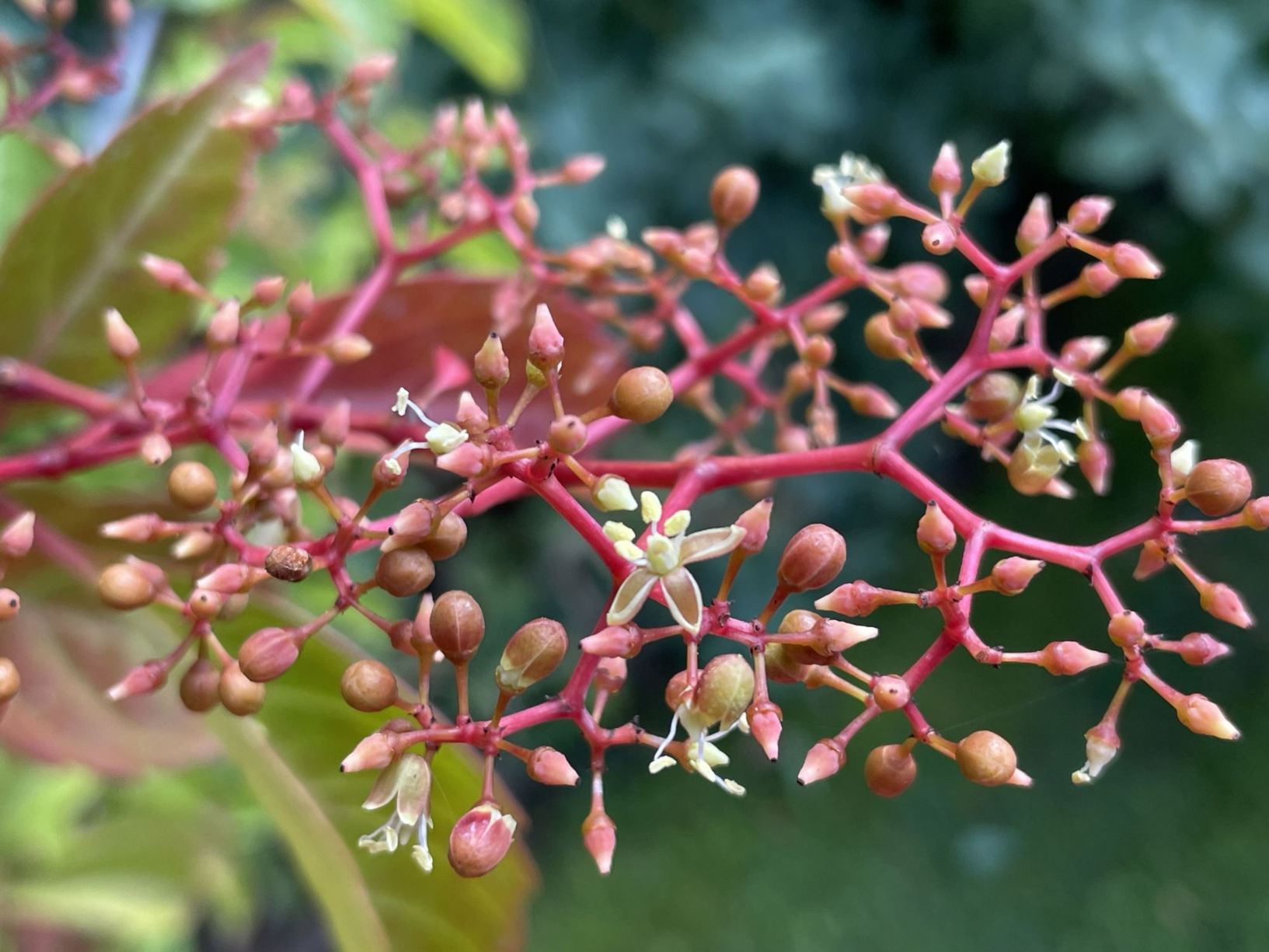 Parthenocissus henryana