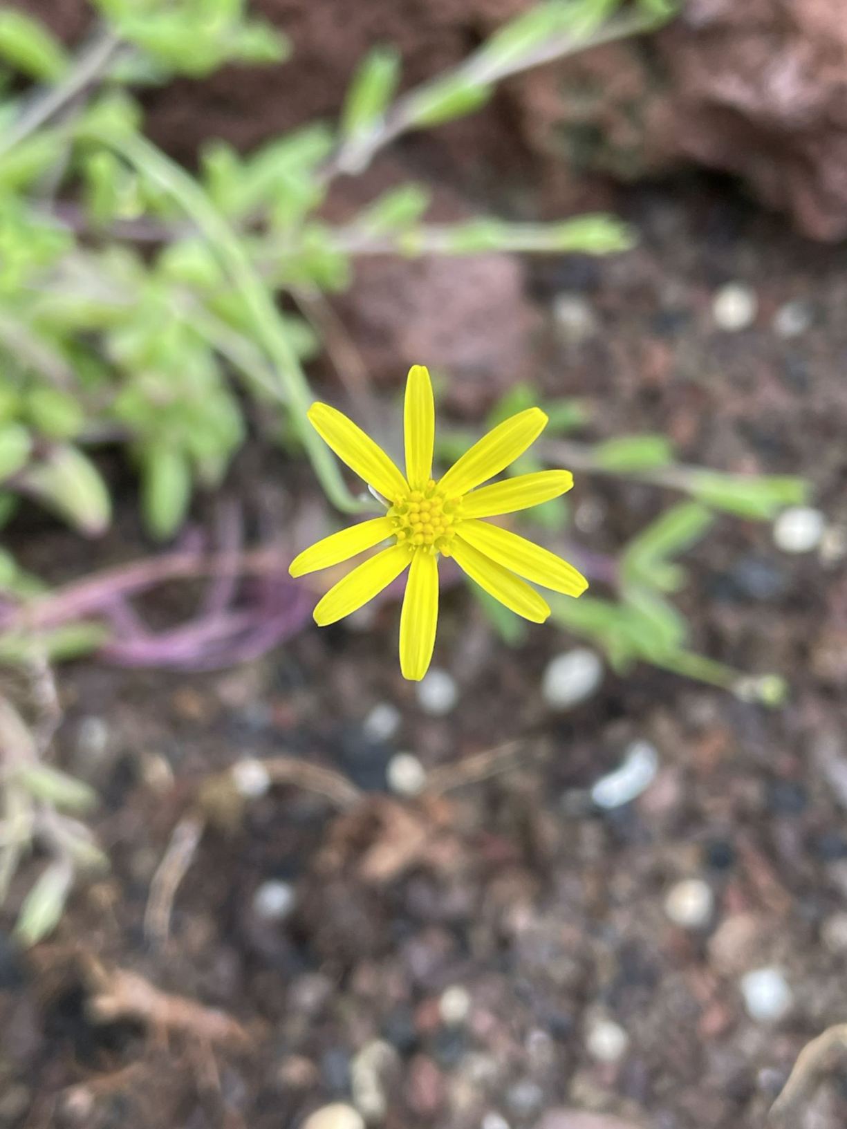 Crassothonna capensis