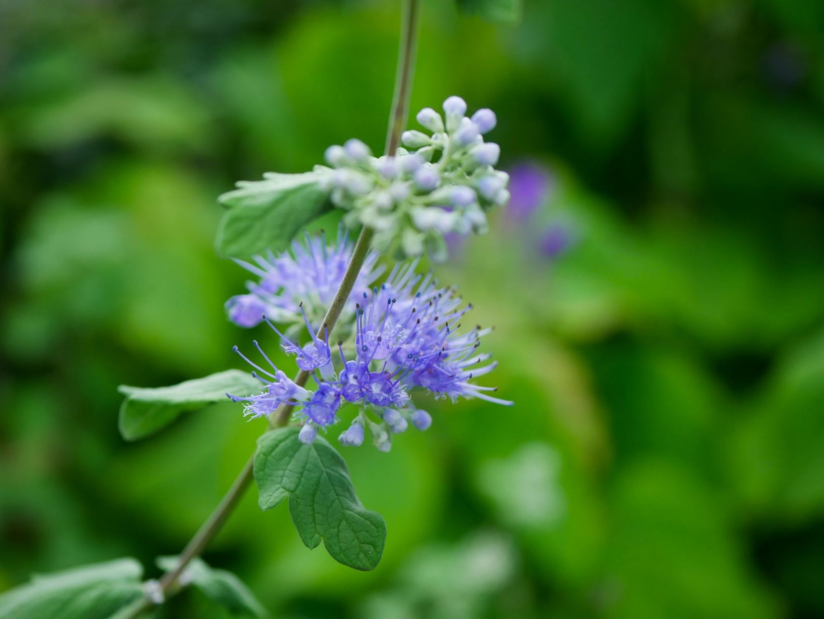 Cymbalaria hepaticifolia