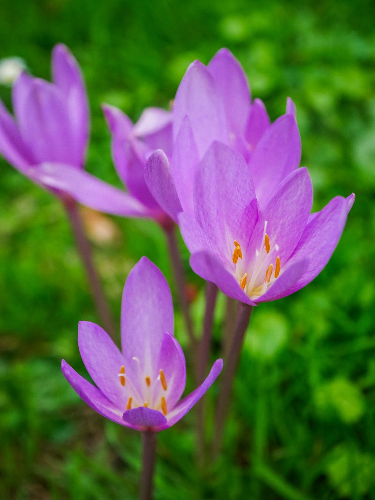 Colchicum × byzantinum
