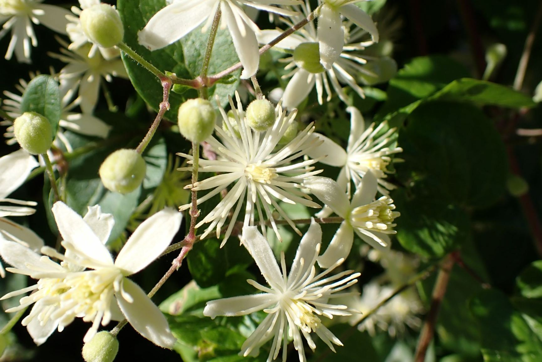 Clematis vitalba