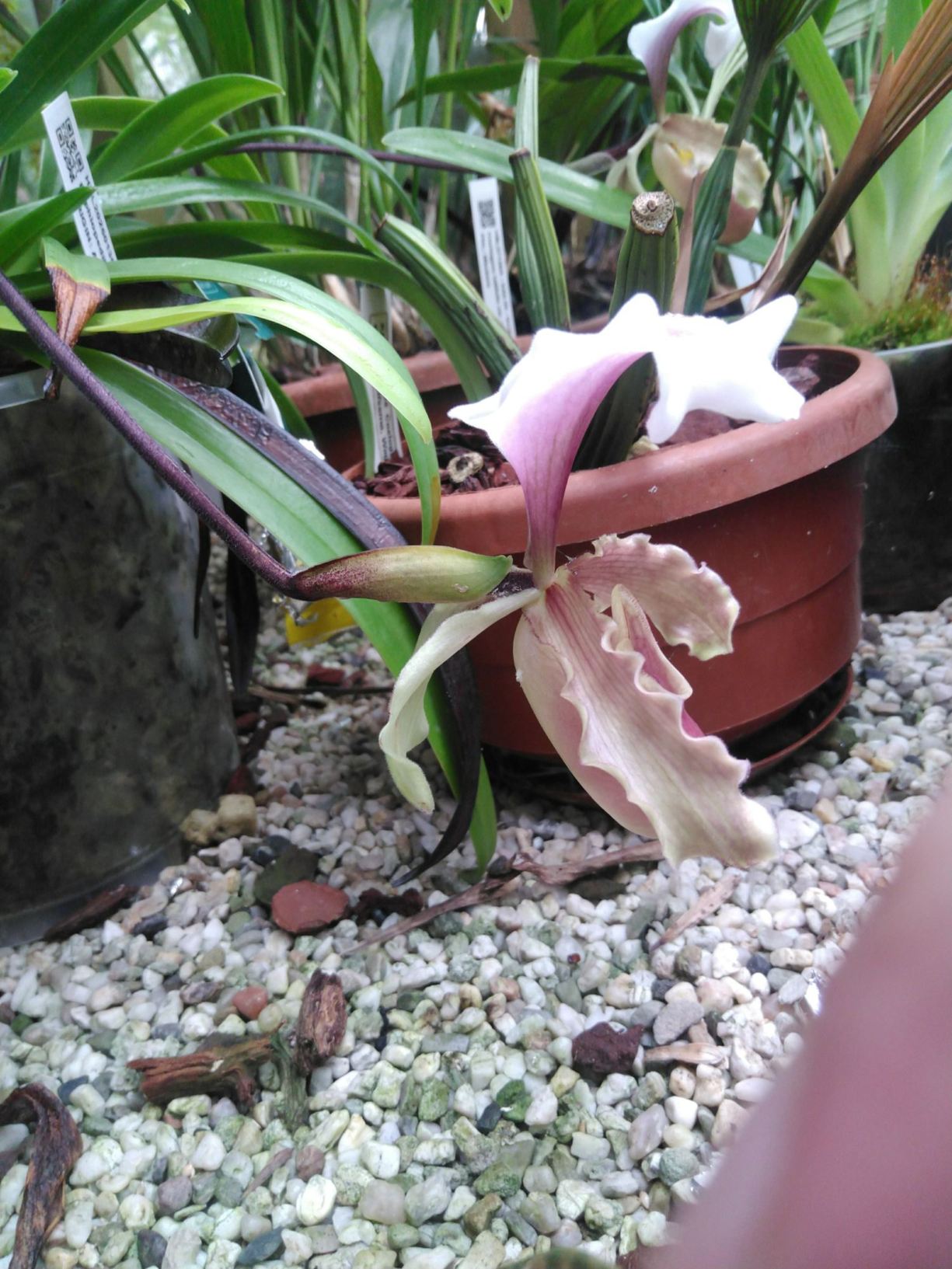 Paphiopedilum barbigerum var. velutina