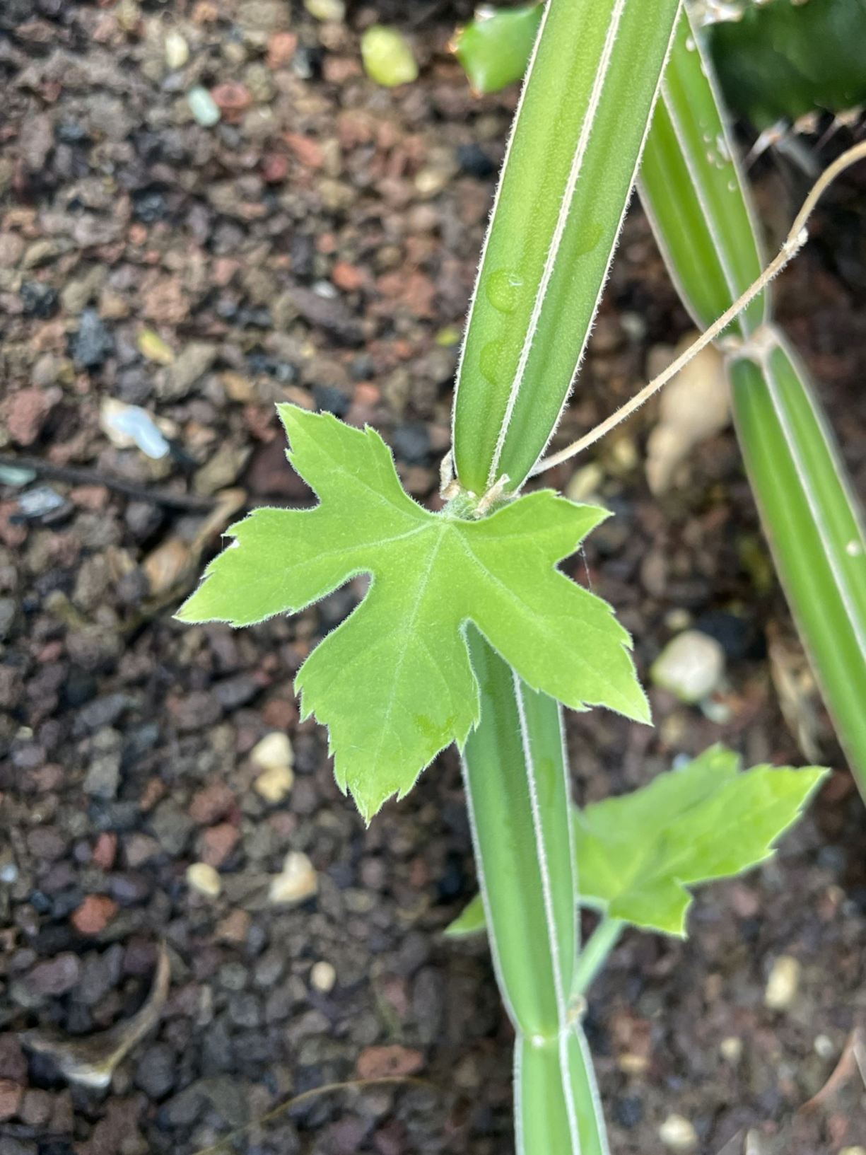 Cissus quadrangularis