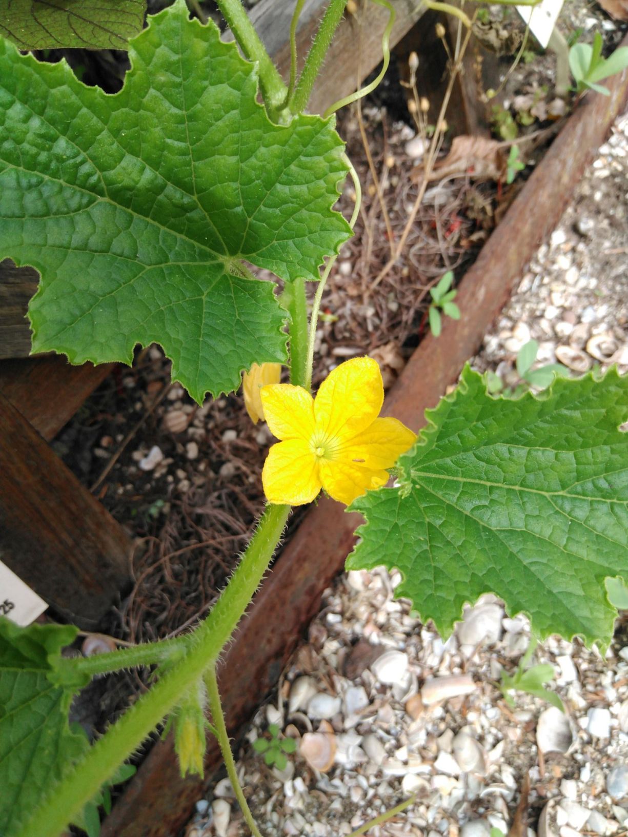 Cucumis melo