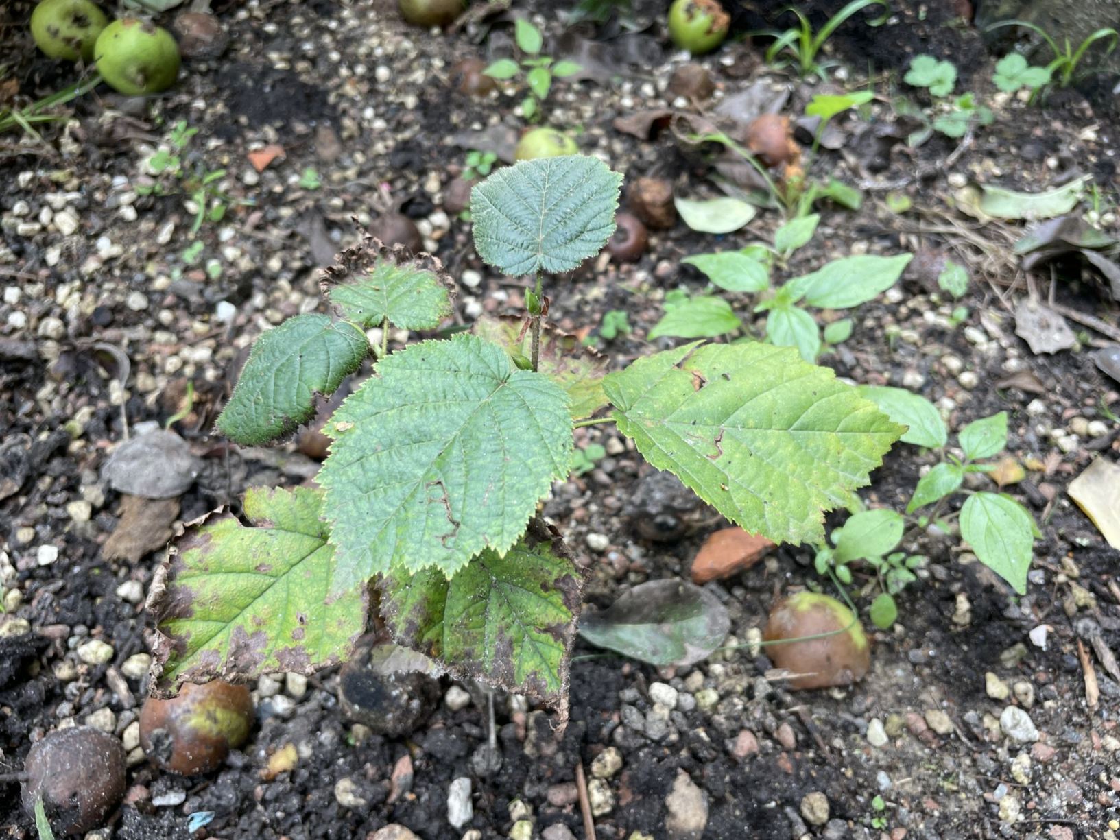 Corylus cornuta subsp. californica
