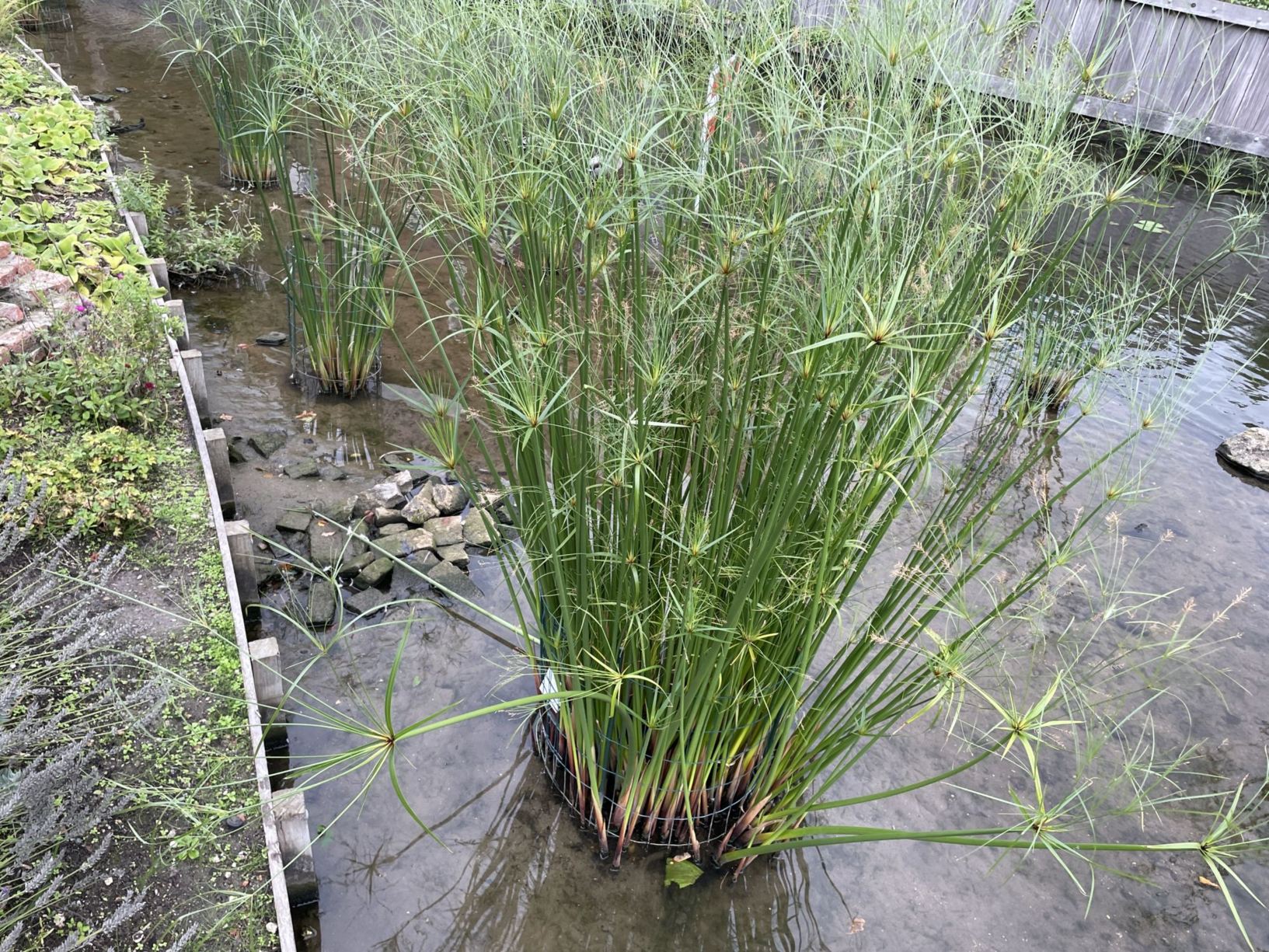 Cyperus giganteus