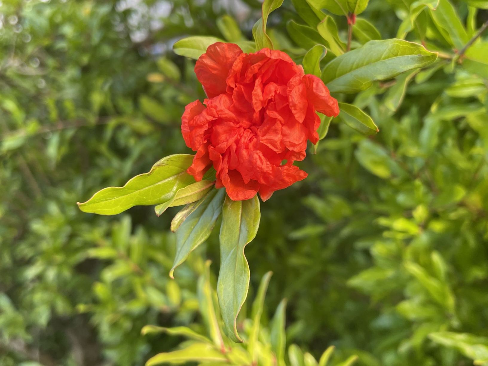 Punica granatum 'Pleniflora'