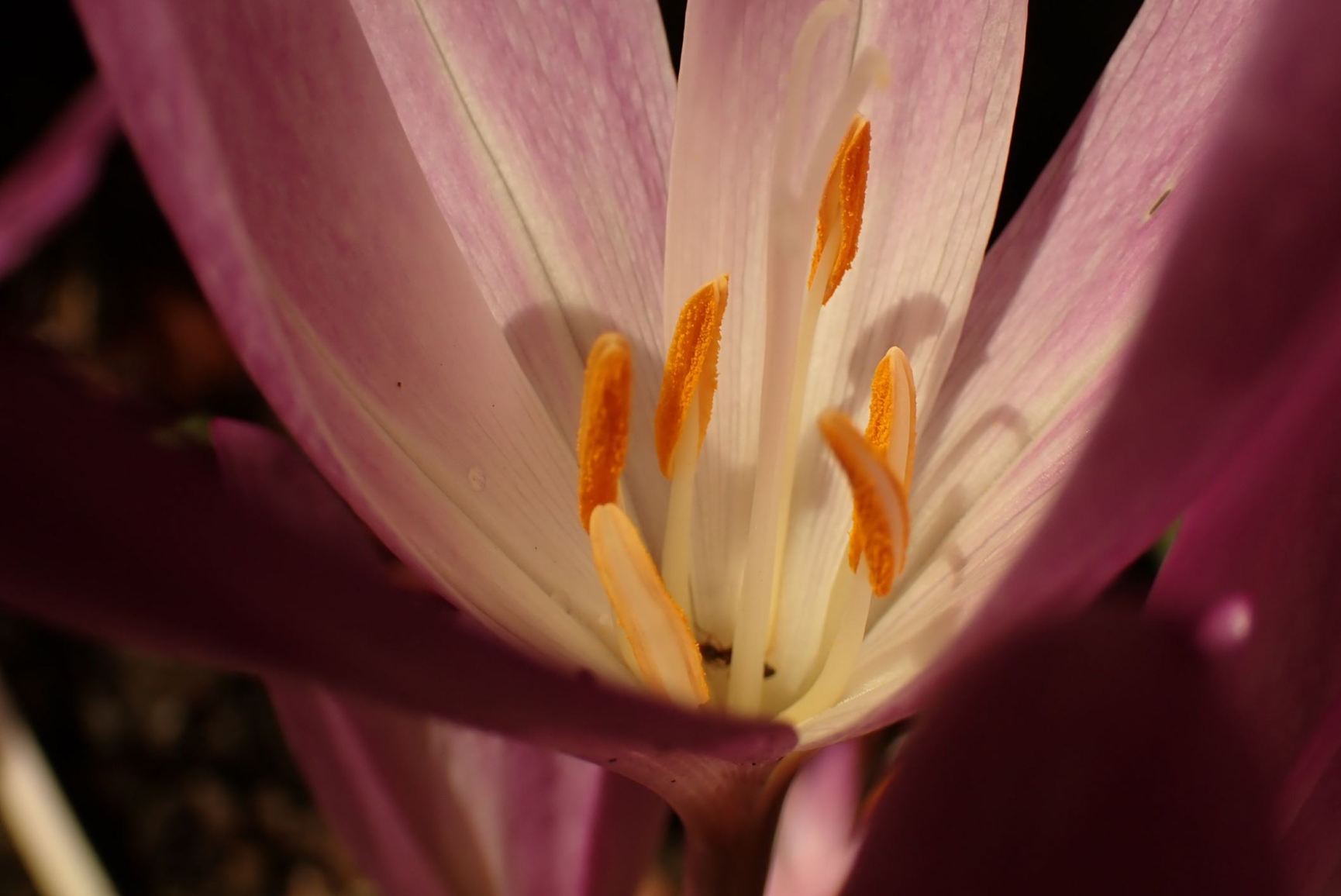 Colchicum autumnale