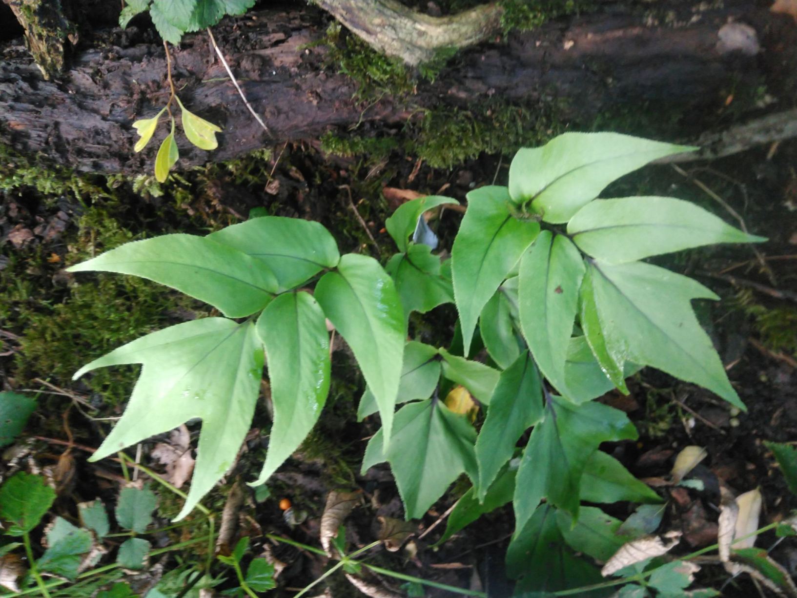 Cyrtomium anomophyllum