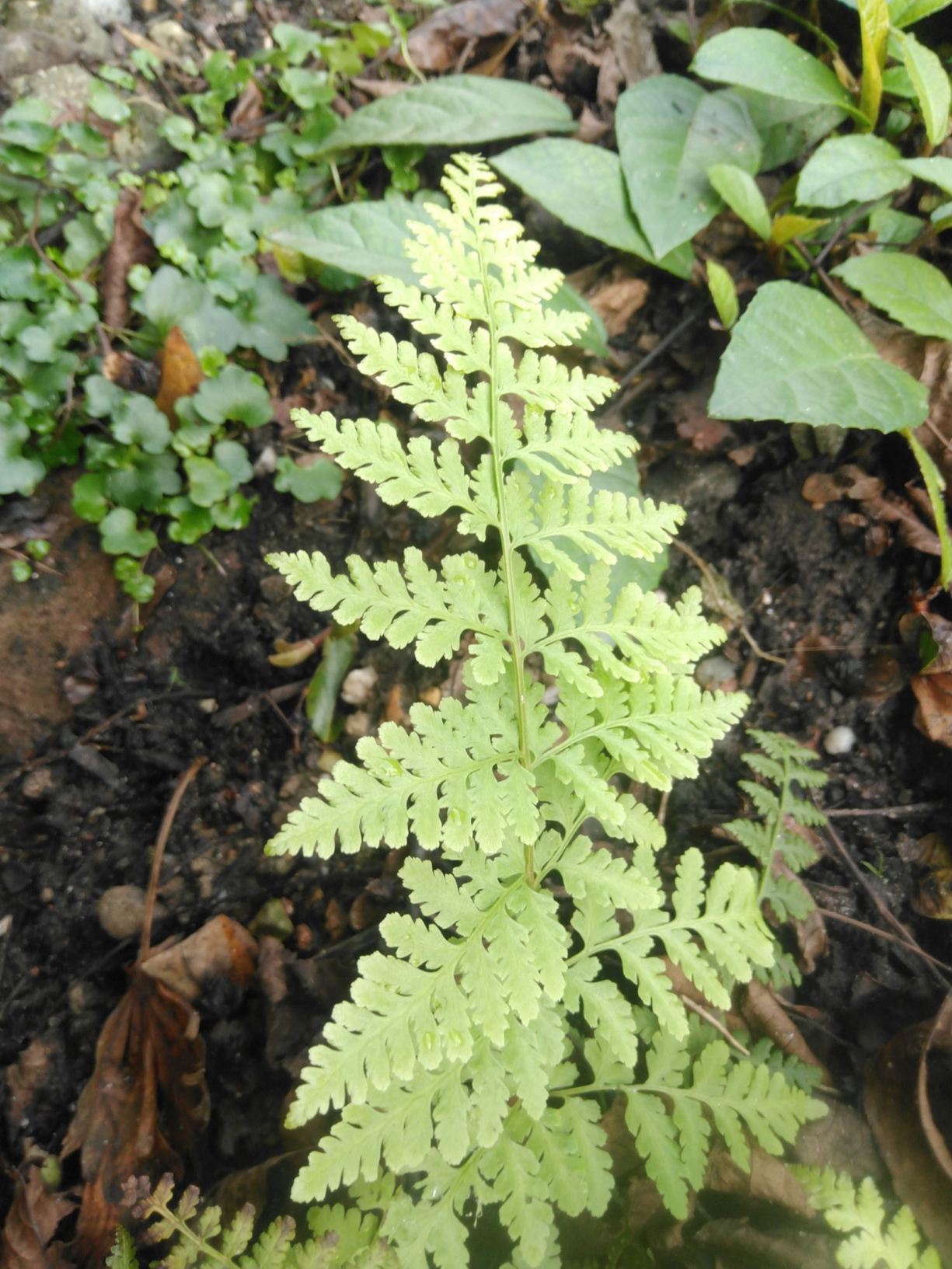 Cystopteris tennesseensis