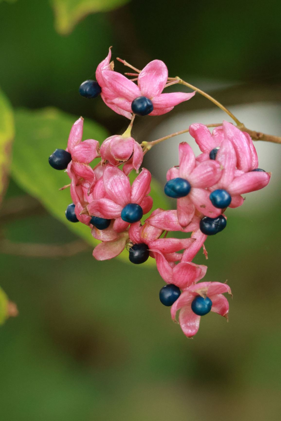 Clerodendrum trichotomum var. fargesii