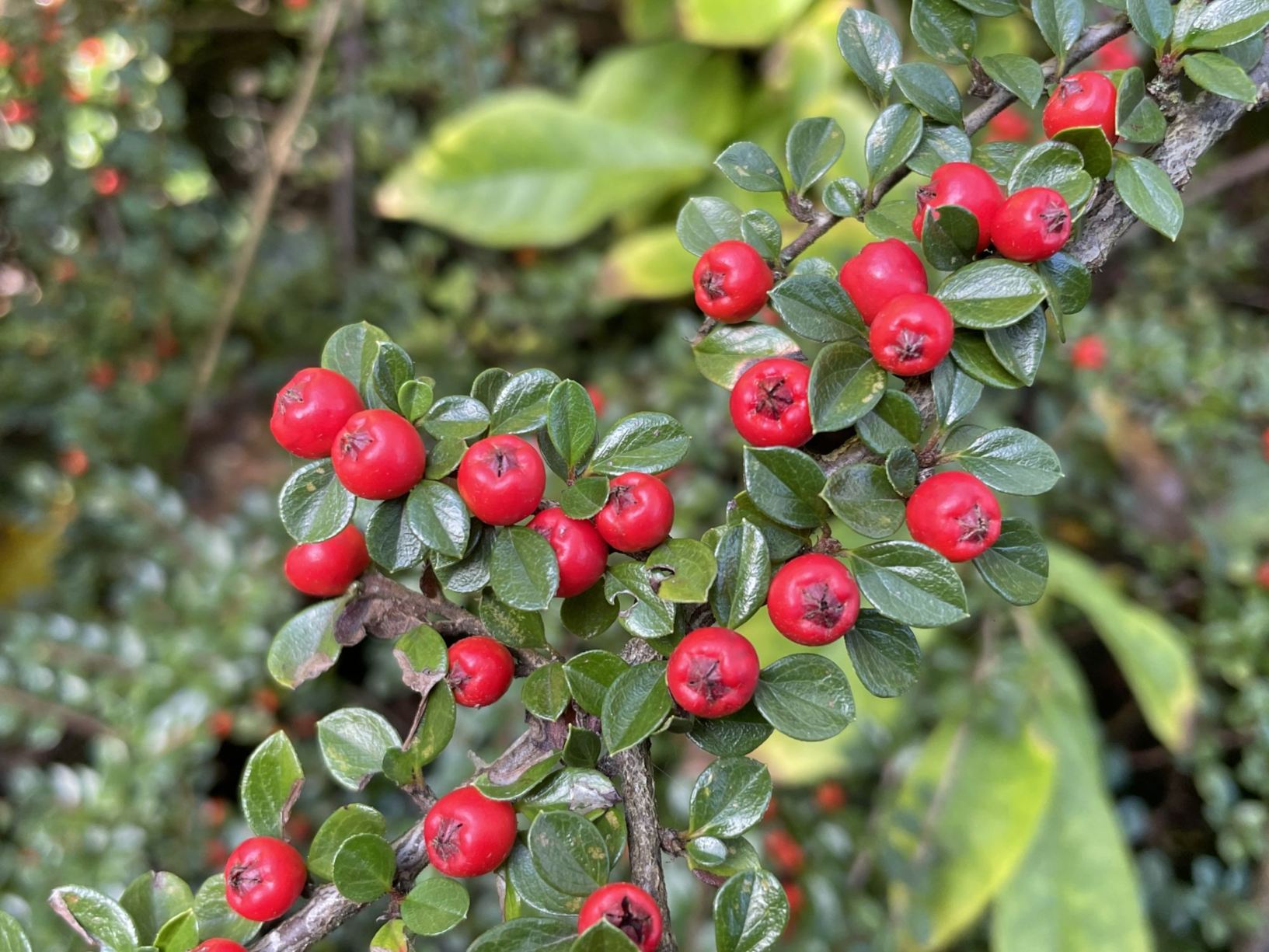 Cotoneaster horizontalis