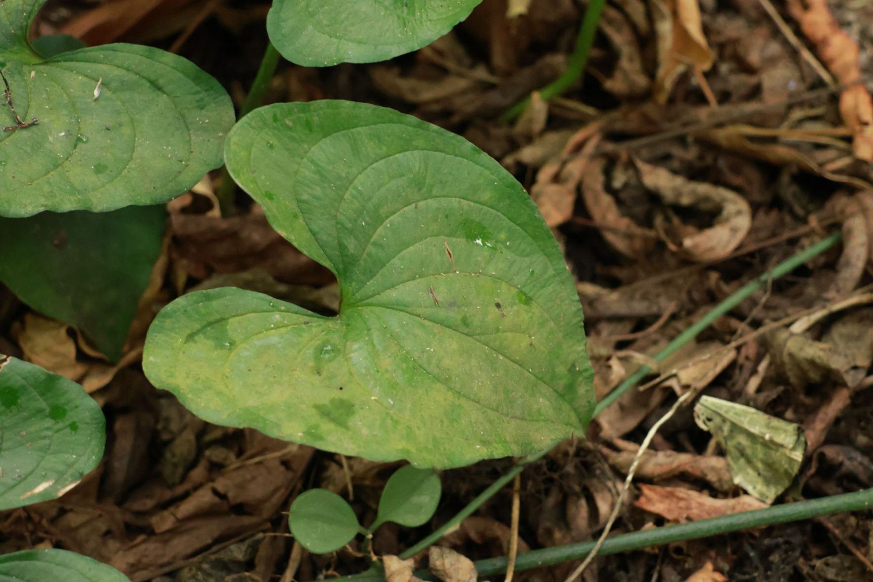 Cyanastrum cordifolium