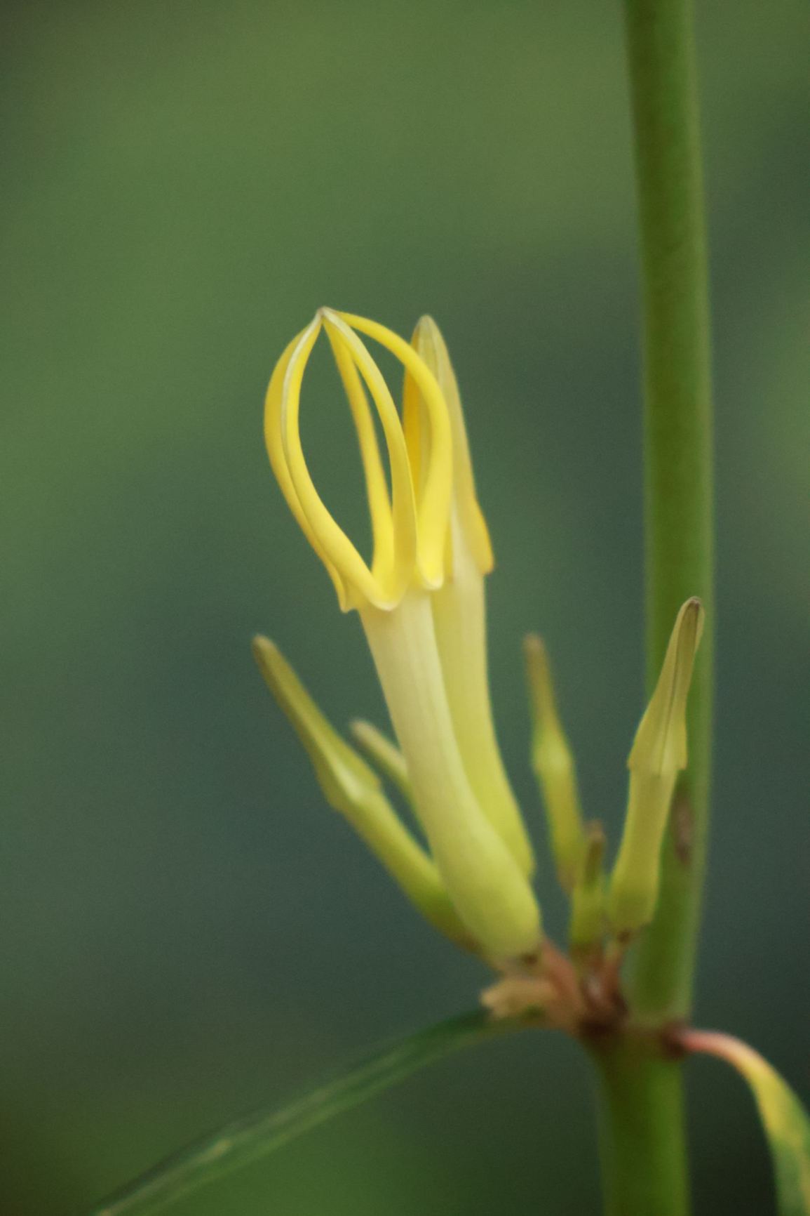 Ceropegia dichotoma