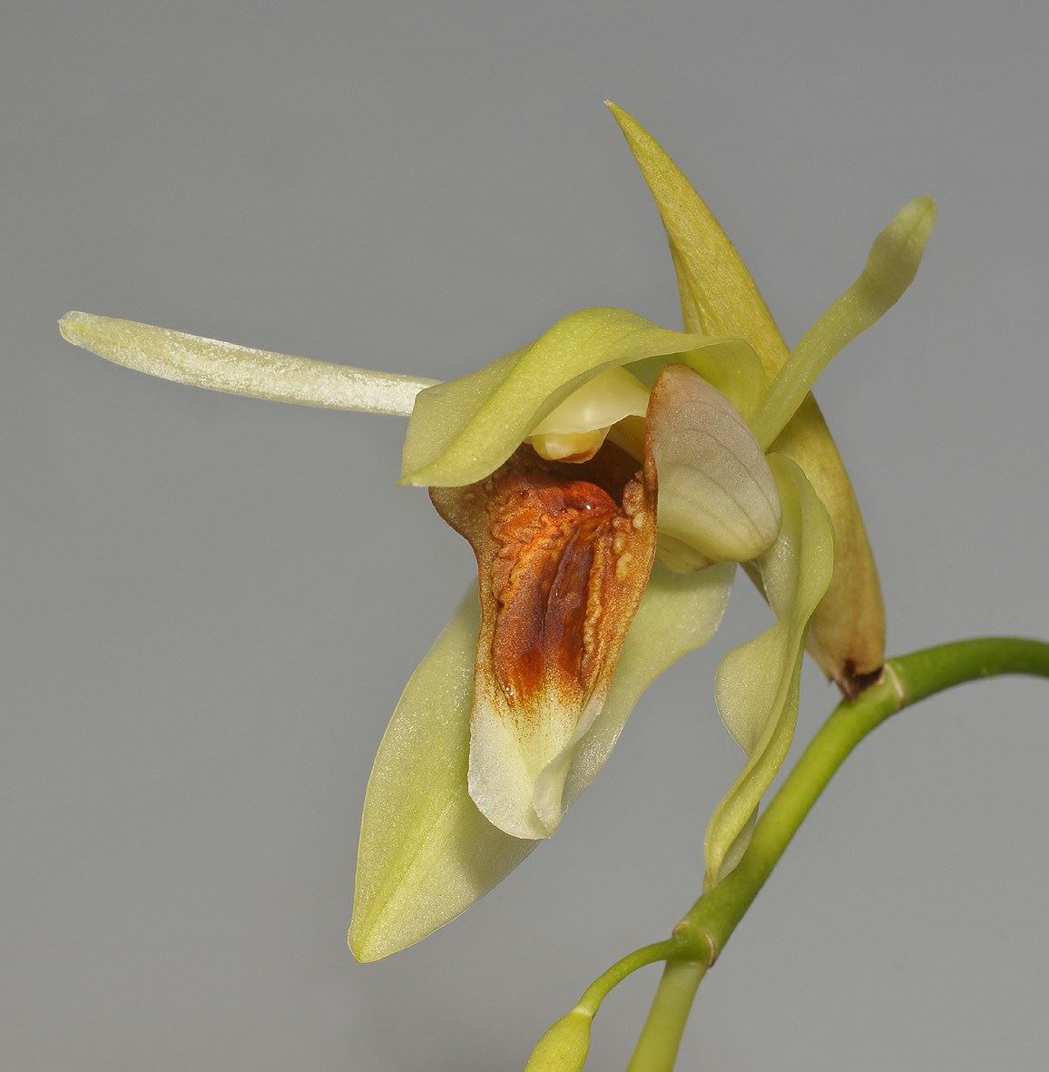 Coelogyne lycastoides