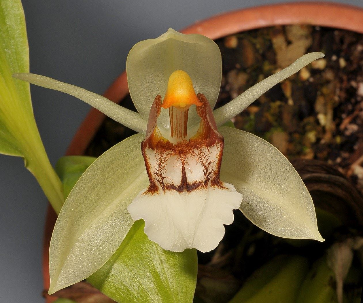 Coelogyne septemcostata