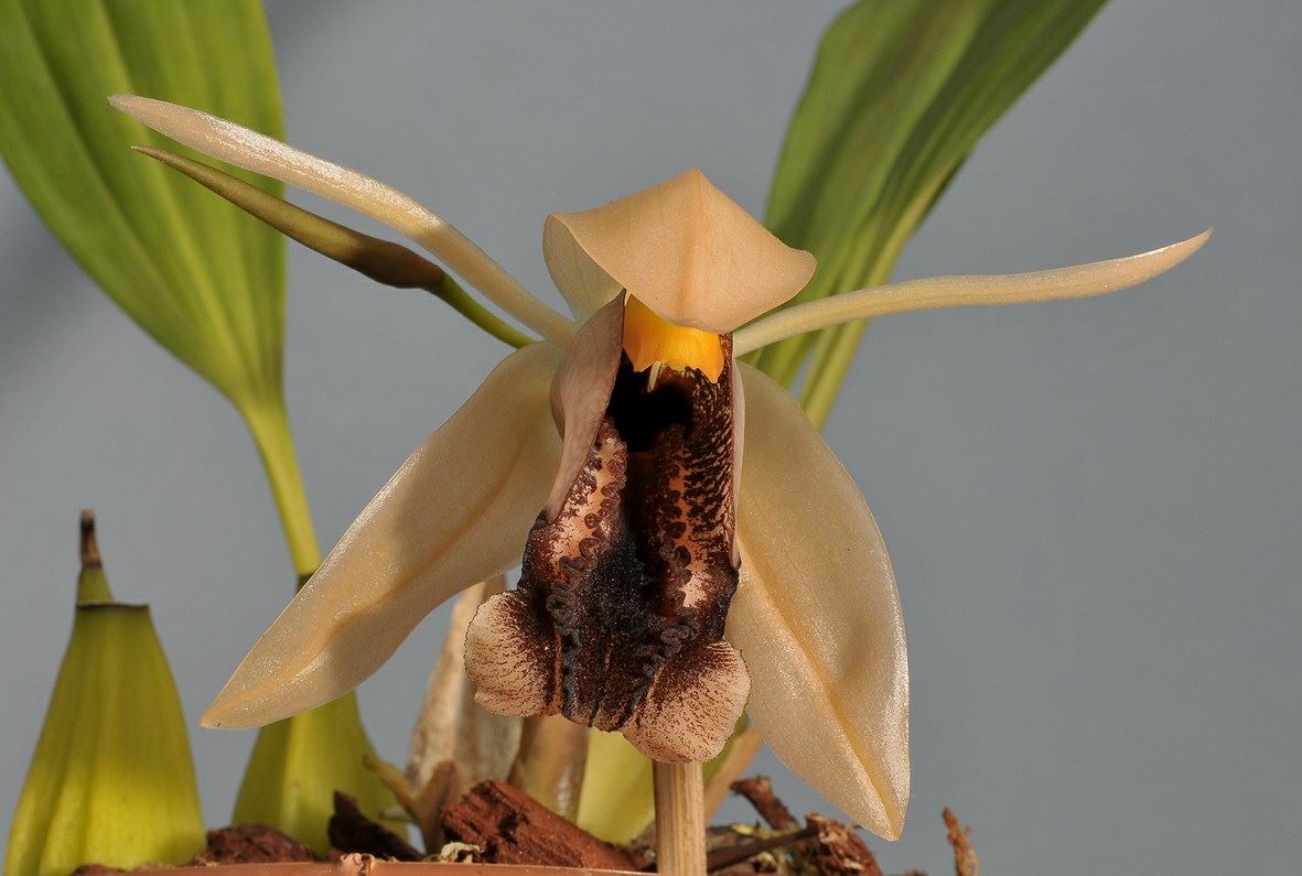 Coelogyne xyrekes | Hortus Botanicus Leiden, Netherlands