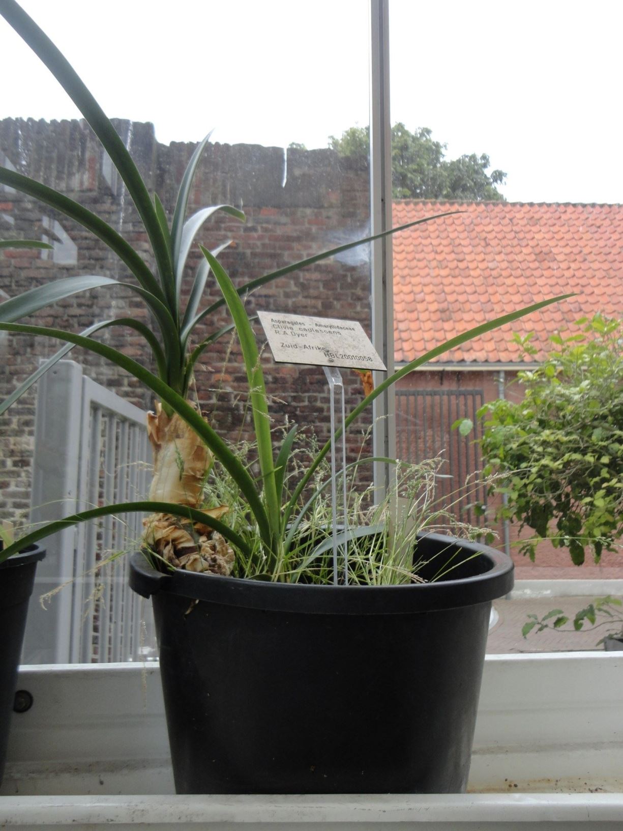 Clivia caulescens
