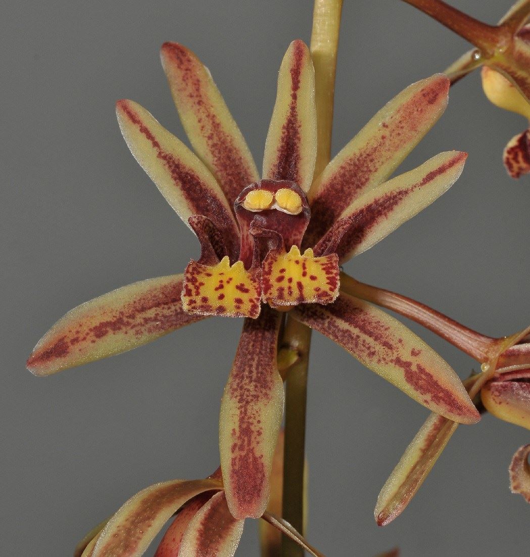 Cymbidium bicolor subsp. pubescens