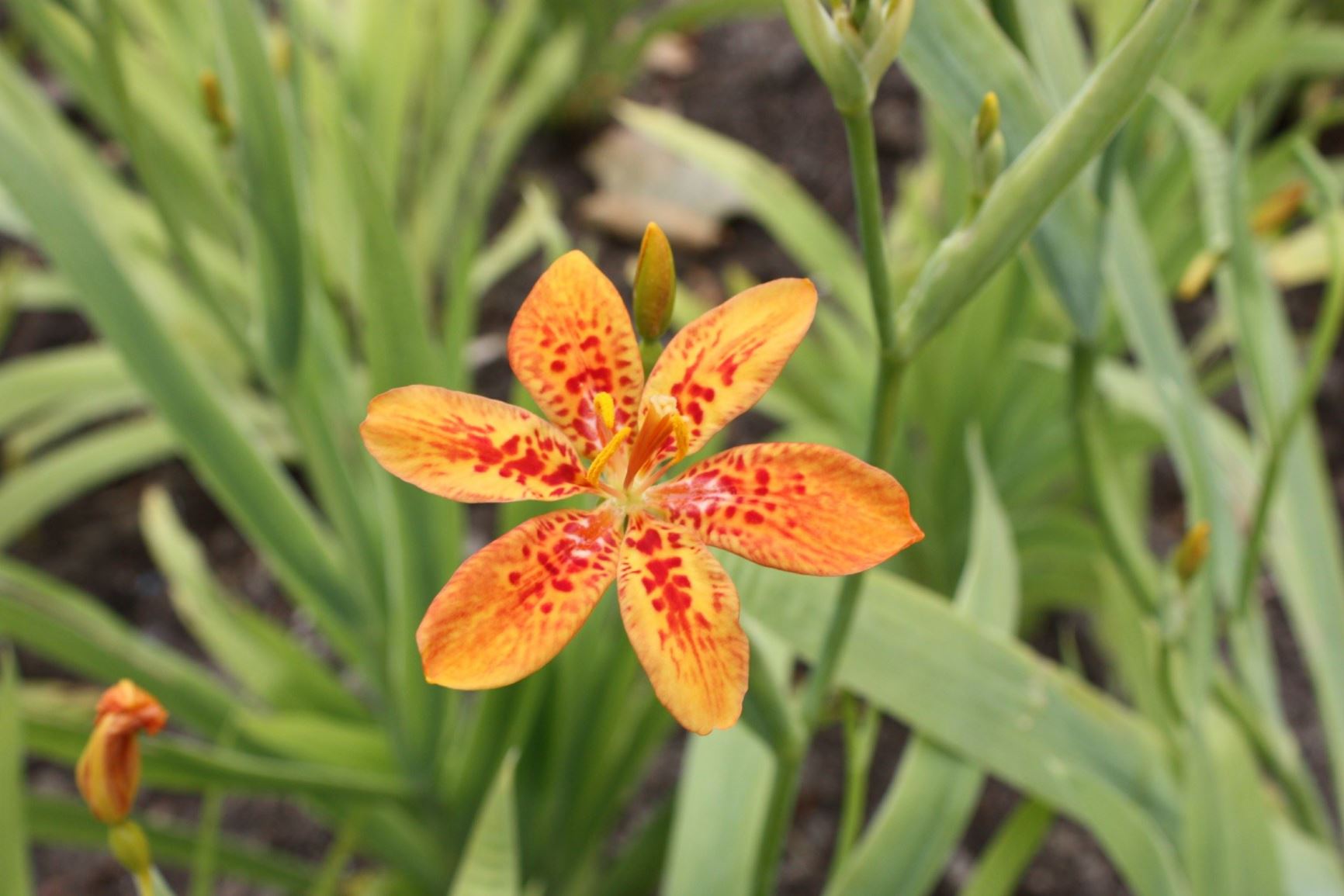 Iris domestica - Luipaardbloem, Blackberry lily, Leopard lily, 射干 she gan
