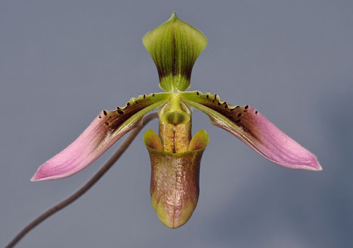 Paphiopedilum appletonianum