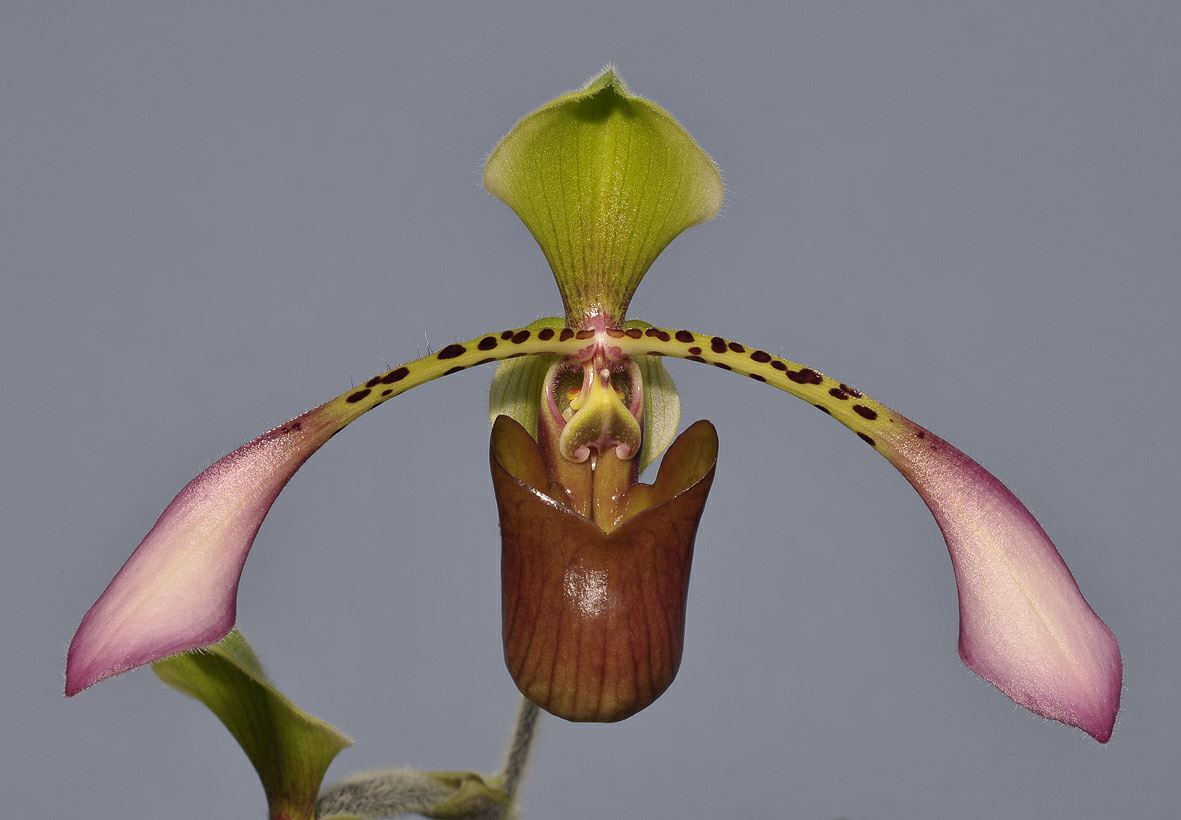 Paphiopedilum lowii