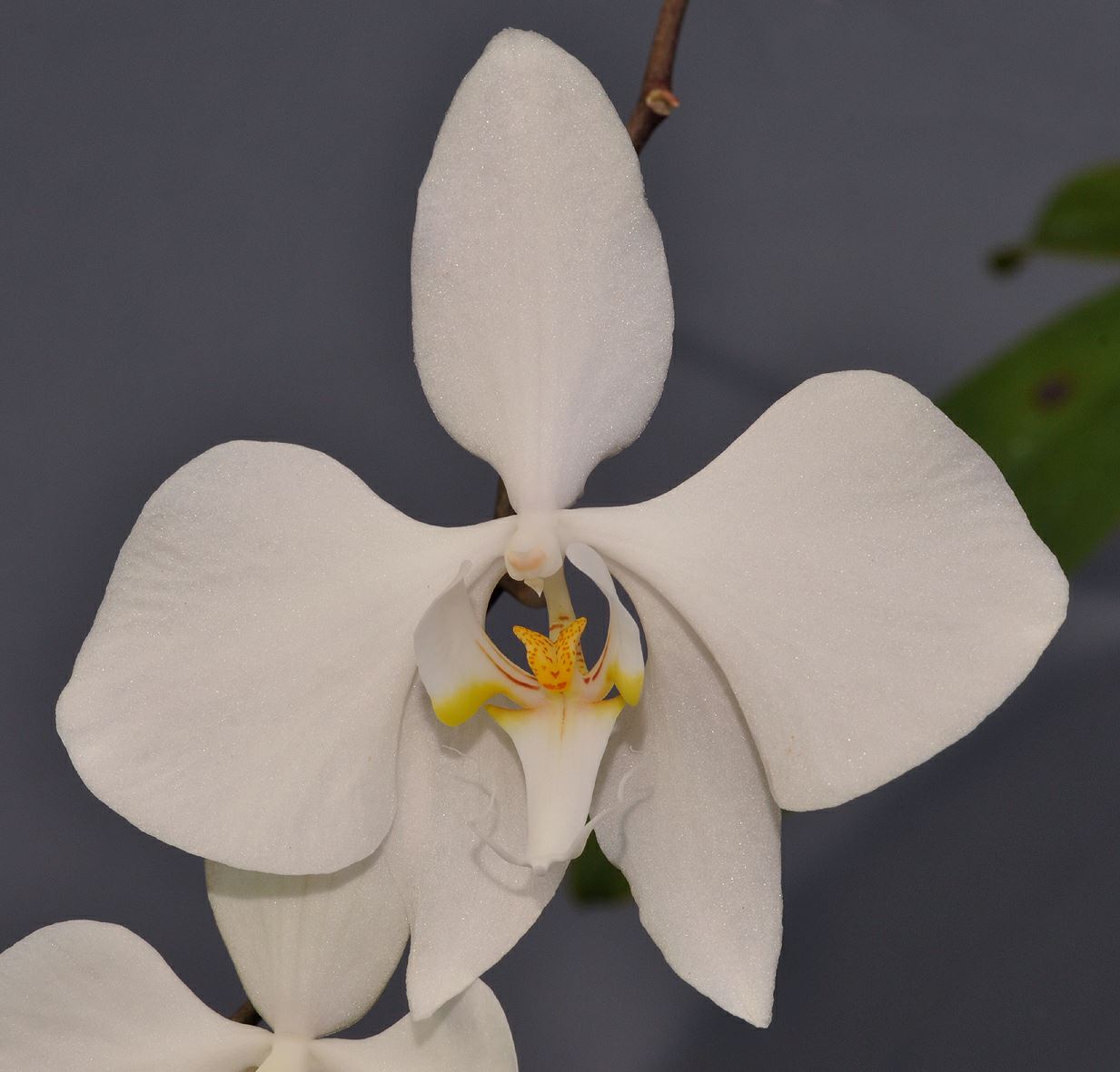 Phalaenopsis spec.