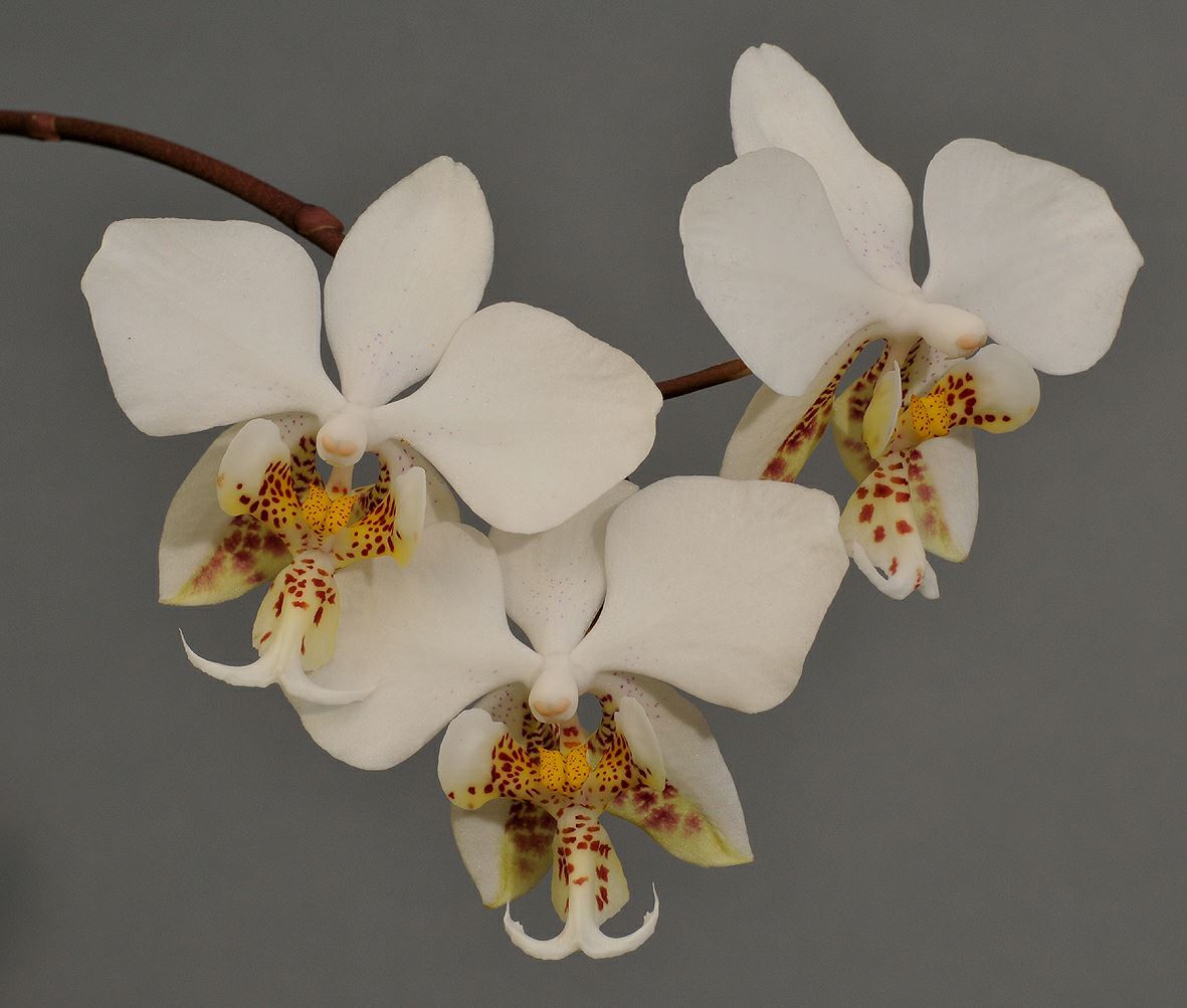 Phalaenopsis stuartiana