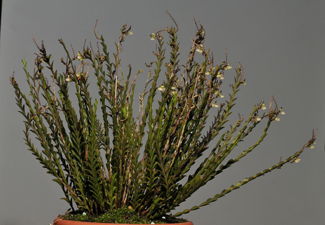 Podochilus lucescens