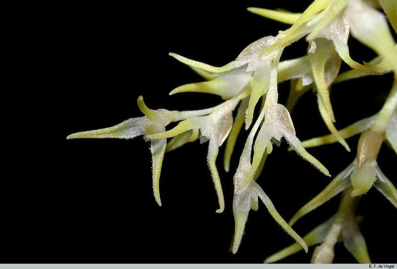 Bulbophyllum fractiflexum