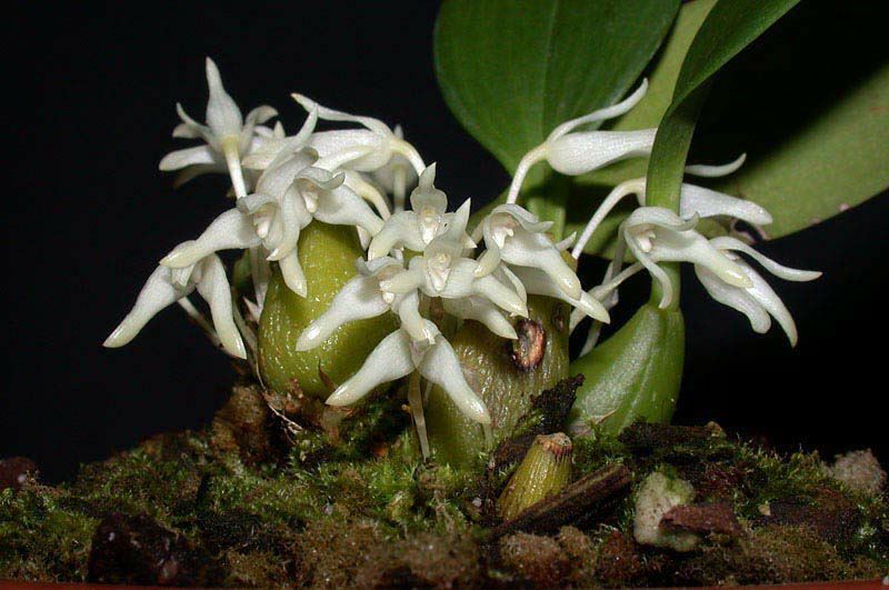 Bulbophyllum magnussonianum