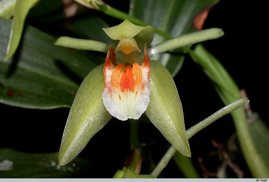 Coelogyne carinata