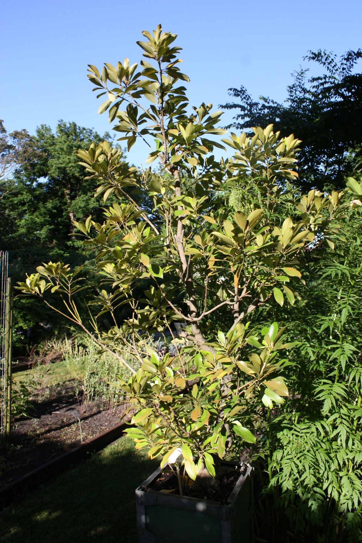 Quercus acuta - Japanse altijdgroene eik, Japanese evergreen oak, アカガシ akagashi