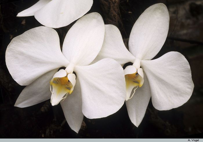 Phalaenopsis amabilis subsp. rosenstromii
