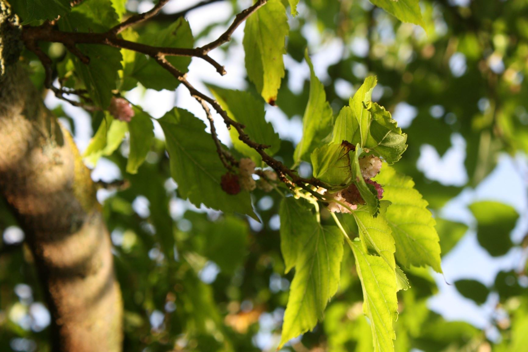 Morus australis var. yeddoensis - Moerbei, Luwa