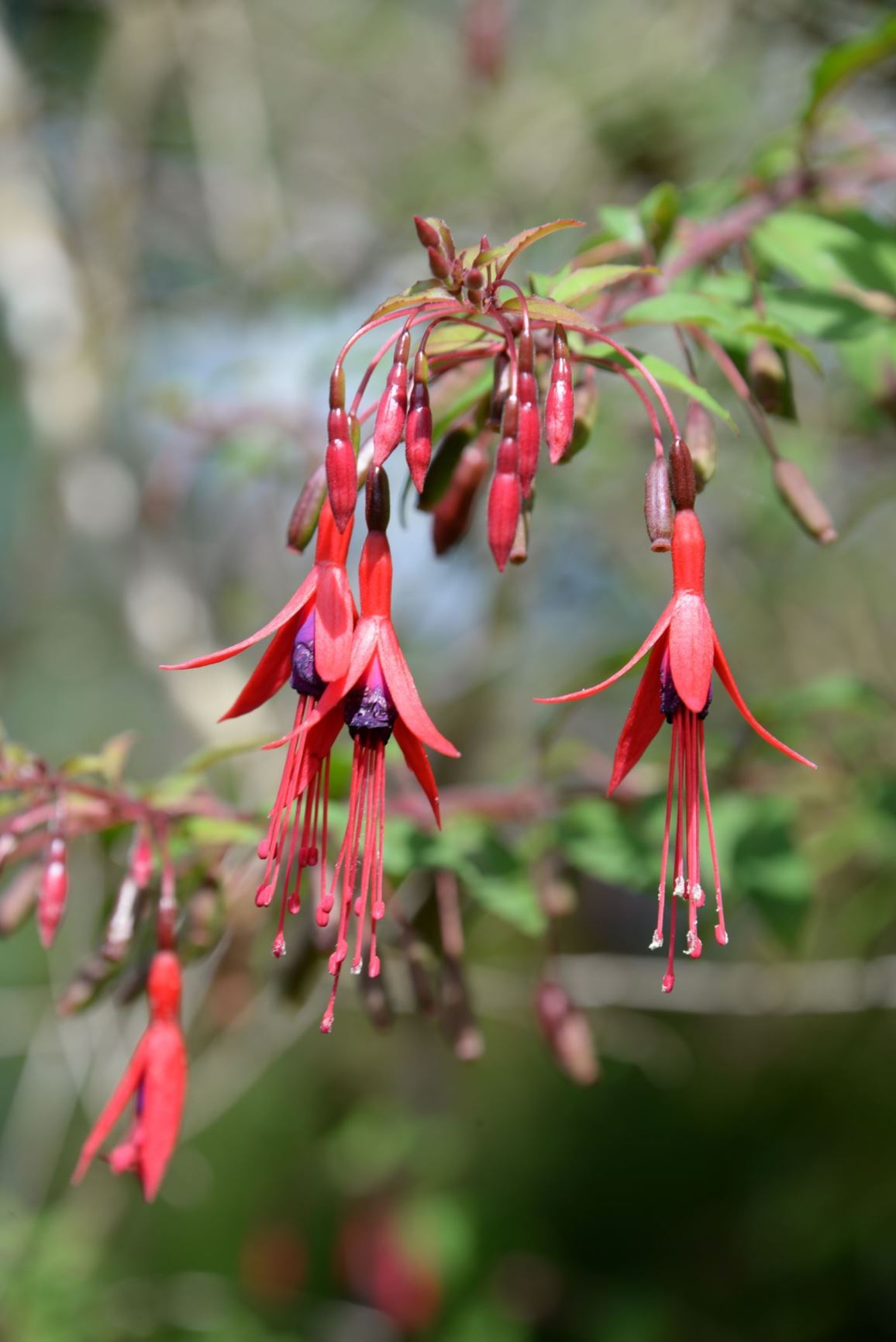 Fuchsia magellanica var. gracilis