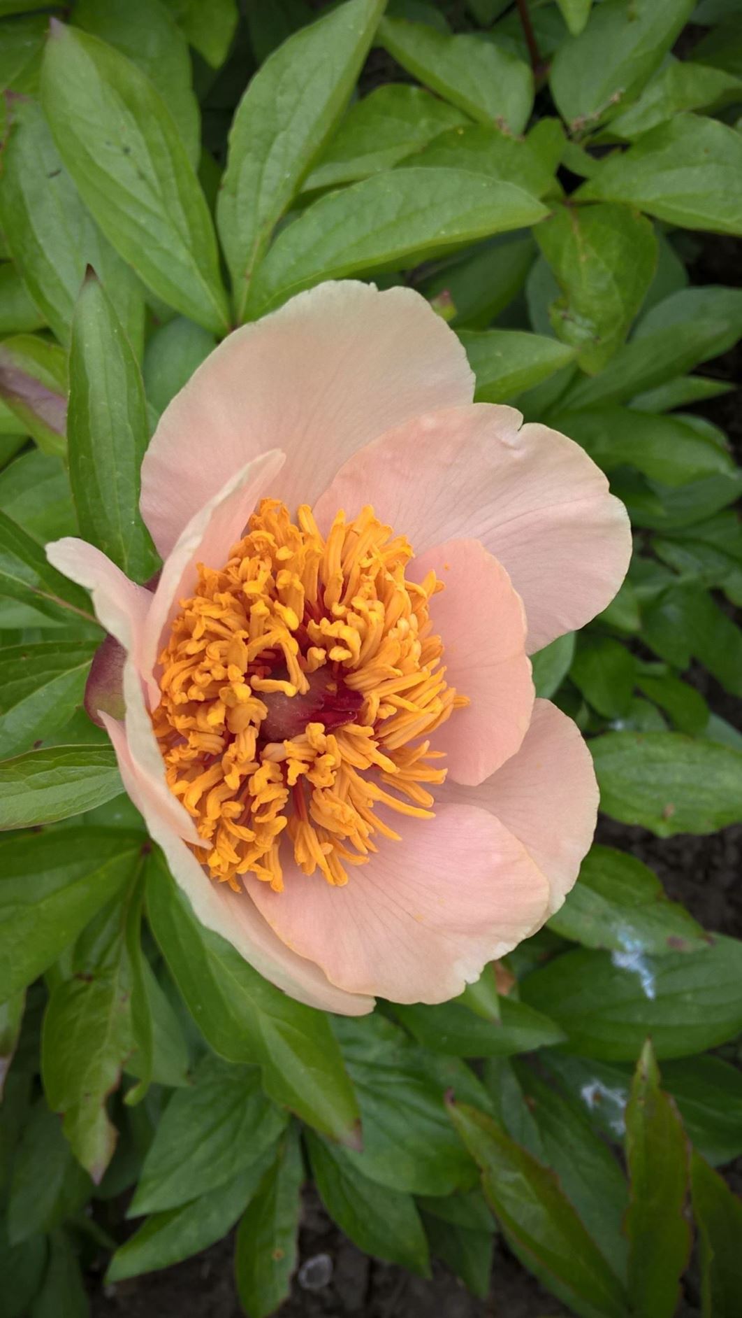 Paeonia Mascula Subsp Russoi Pioen Pioenroos Peony Hortus