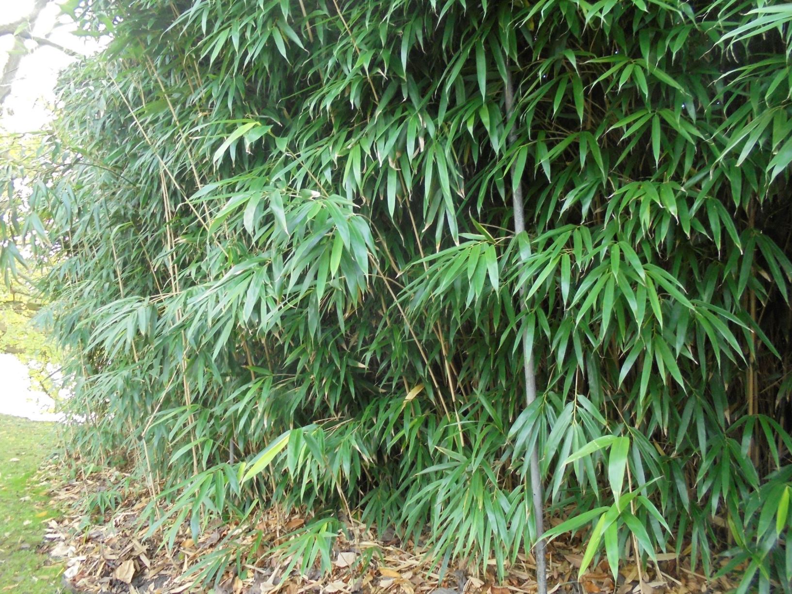 Pseudosasa Japonica - Bamboe, Arrow Bamboo, Metake 