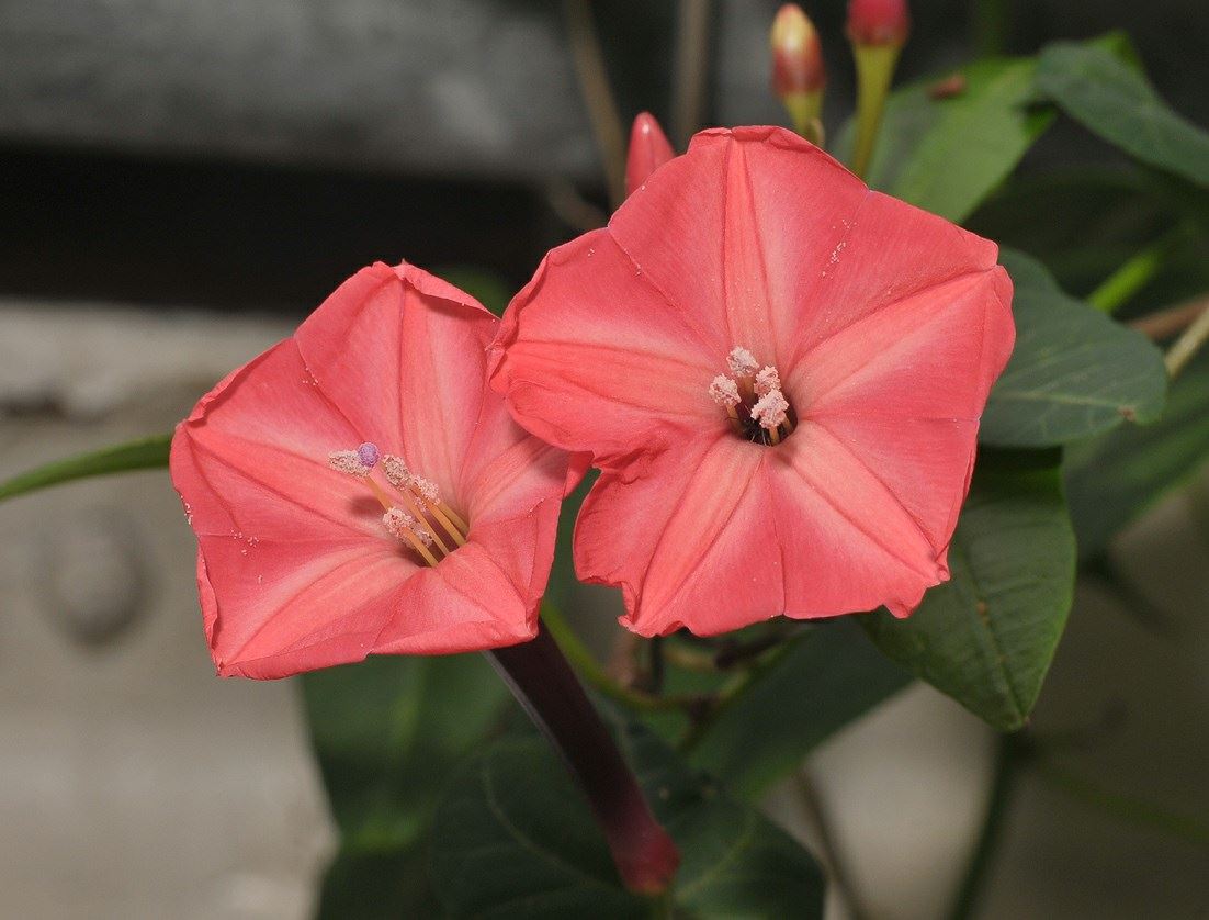 Ipomoea sphenophylla - Statia morning glory