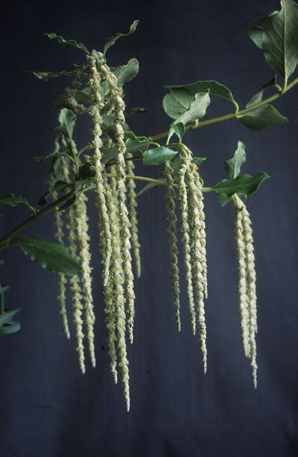 Garrya elliptica - Coast silk-tassel, wavyleaf silktassel