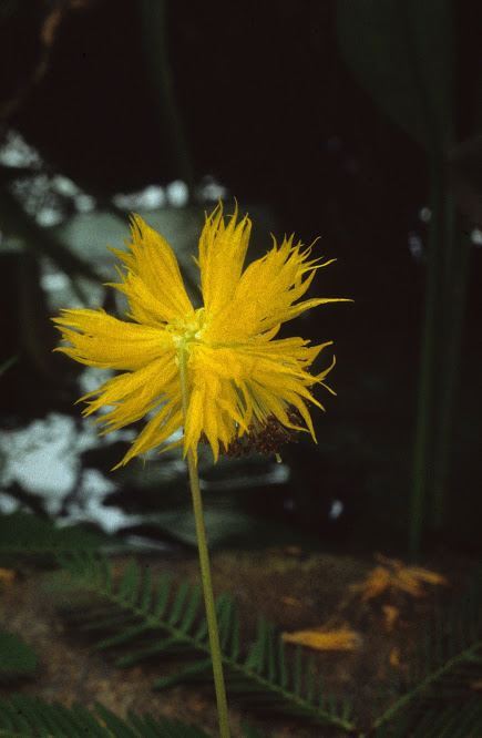 Neptunia oleracea - Watermimosa, Water mimosa