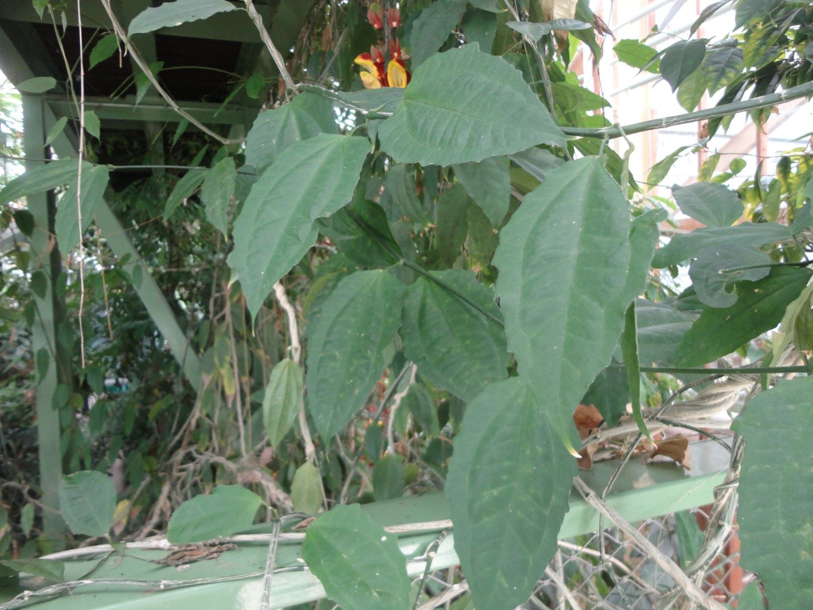 Thunbergia Mysorensis Mysore Winde Mysore Clock Vine Mysore Trumpetvine Indian Clock Vine