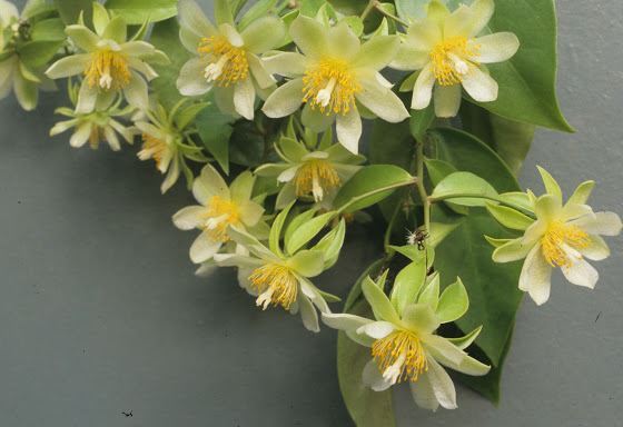 Pereskia aculeata 'Godseffiana'
