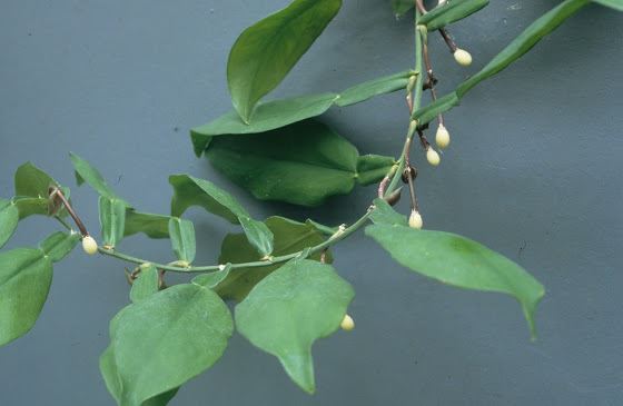 Pothos junghuhnii
