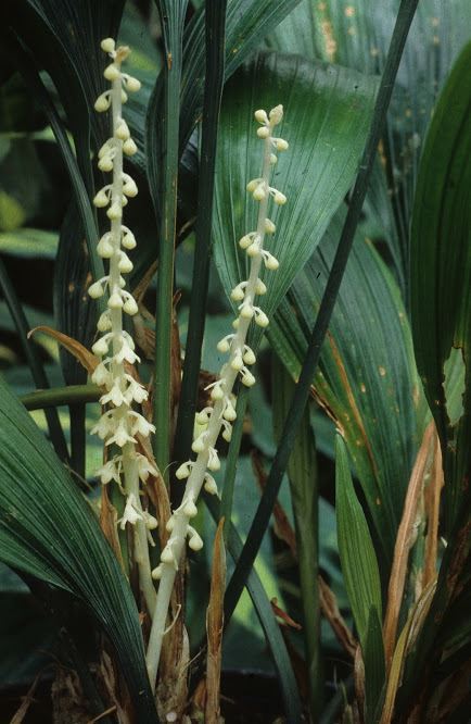 Peliosanthes teta subsp. humilis