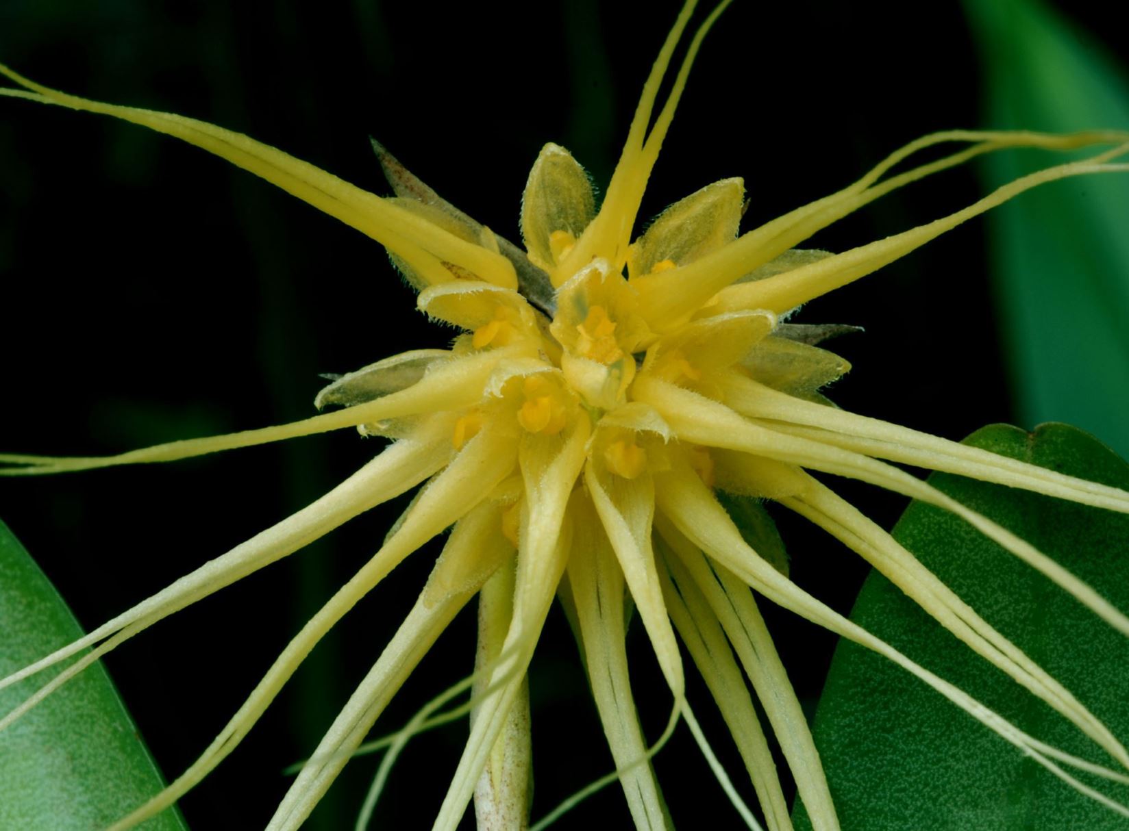 Bulbophyllum falcatum